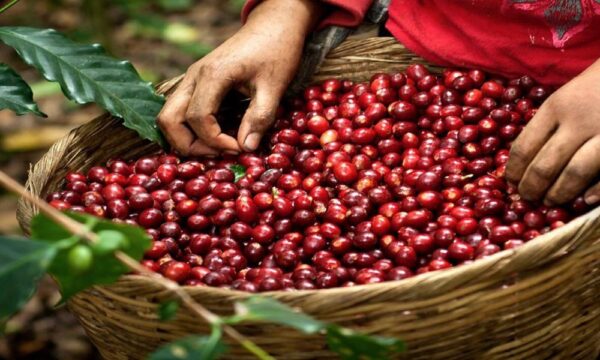 El Estado de Chiapas, Enfrenta Nuevos Desafíos en la Producción de Café